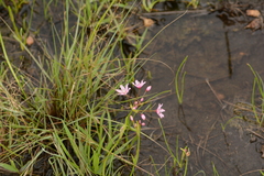 Nerine gracilis