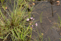 Nerine gracilis