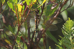 Hemicordulia australiae