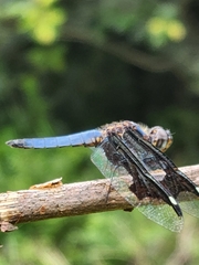 Palpopleura portia
