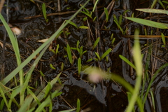 Ledebouria minima