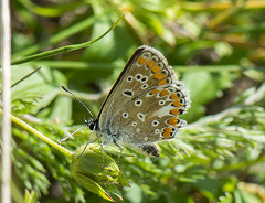 Aricia agestis