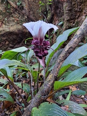 Tacca integrifolia
