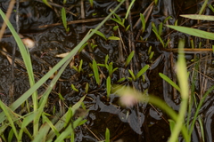 Ledebouria minima