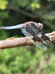 Palpopleura portia