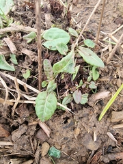 Rumex acetosa