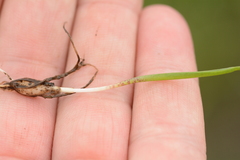 Ledebouria minima