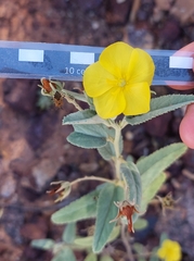 Sida fibulifera