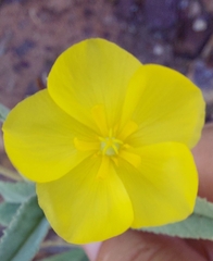 Sida fibulifera