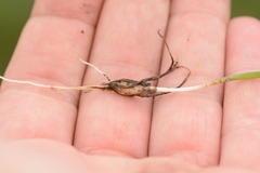 Ledebouria minima