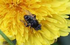 Eristalinus sepulchralis