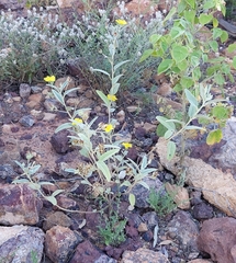 Sida fibulifera