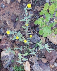 Sida fibulifera