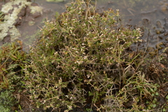 Eriocephalus