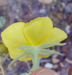 Sida fibulifera