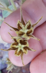 Sida fibulifera
