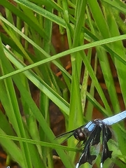 Palpopleura portia