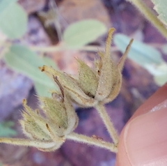 Sida fibulifera