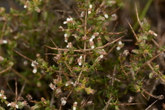 Eriocephalus