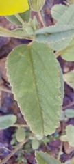 Sida fibulifera