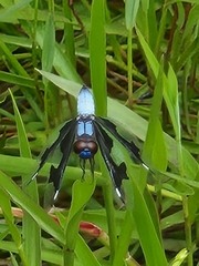 Palpopleura portia