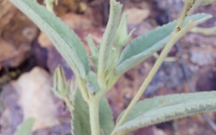 Sida fibulifera