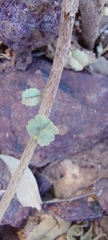 Sida fibulifera