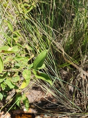 Solanum campylacanthum