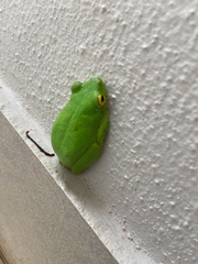 Hyperolius tuberilinguis