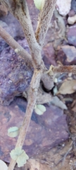Sida fibulifera