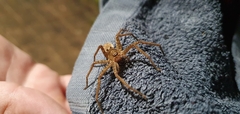 Heteropoda jugulans