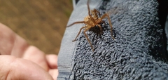Heteropoda jugulans