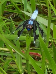 Palpopleura portia