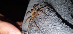 Heteropoda jugulans