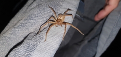 Heteropoda jugulans