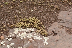Crassula corallina