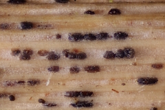 Stagonospora subseriata