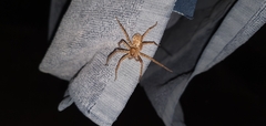 Heteropoda jugulans