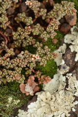 Crassula corallina