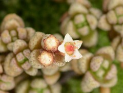 Crassula corallina