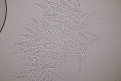 Stagonospora subseriata