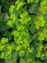 Euphorbia helioscopia