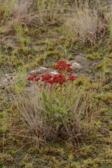 Crassula alba