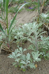 Artemisia stelleriana