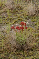 Crassula alba