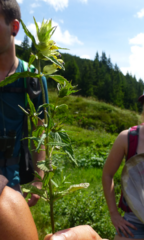 Rhinanthus glacialis