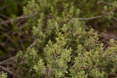 Diospyros austro-africana