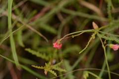 Hermannia erodioides