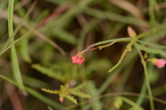 Hermannia erodioides