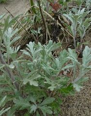 Artemisia stelleriana
